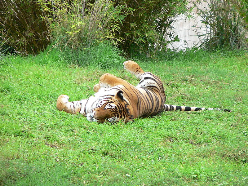 800px-Tiger2.jpg